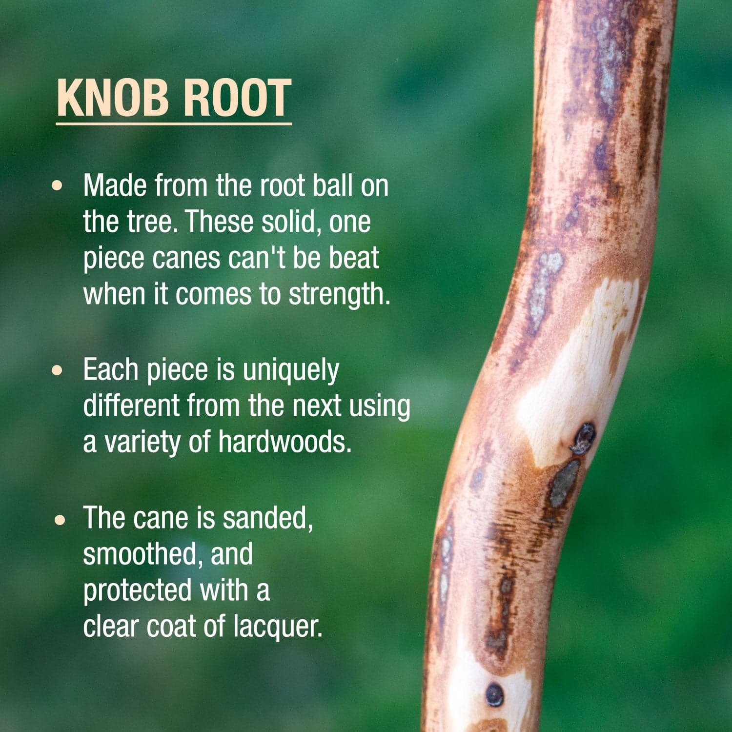 Brazos Assorted Hardwood Knob Root Rustic Walking Cane, 37" - Image 2